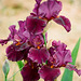 iris Cherry Glen (2)