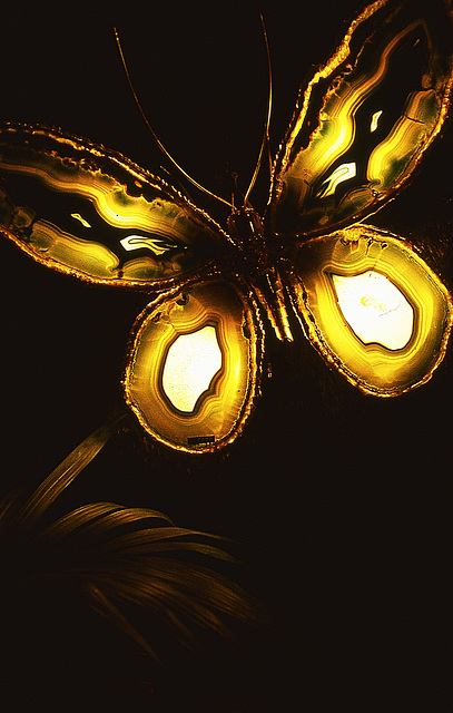 Papillon de lumière