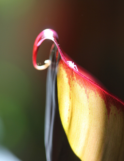 Eclosion d'une feuille de bananier