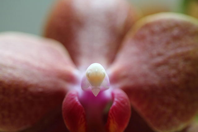 coeur de phal . 2