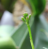 boutons d'Epidendrum