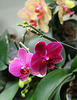 Phalaenopsis hybride " Brother Tom "