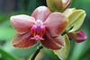 Phalaenopsis hybride