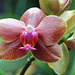Phalaenopsis hybride
