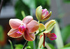 Phalaenopsis hybride