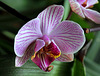 Phalaenopsis hybride