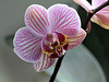 Phalaenopsis hybride