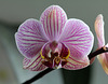 Phalaenopsis hybride