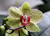 Phalaenopsis hybride