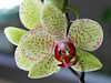 Phalaenopsis hybride