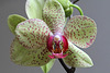 Phalaenopsis hybride