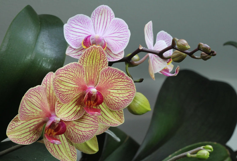 Phalaenopsis "Baldan's kaleidoscope"