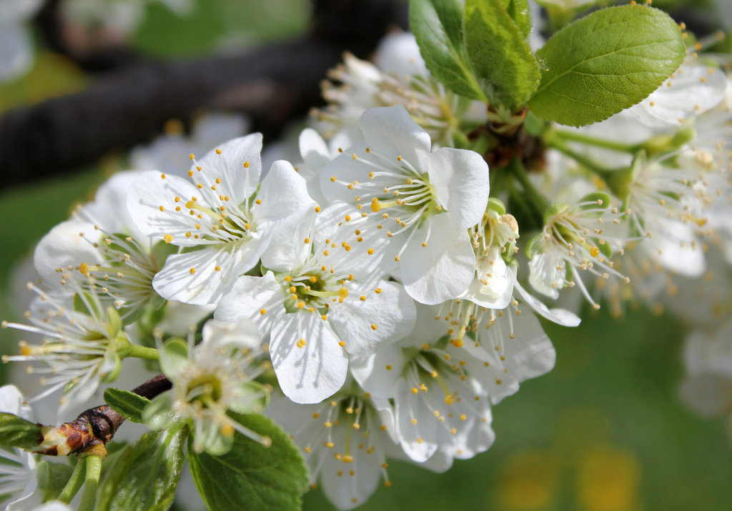 Apfelblüten