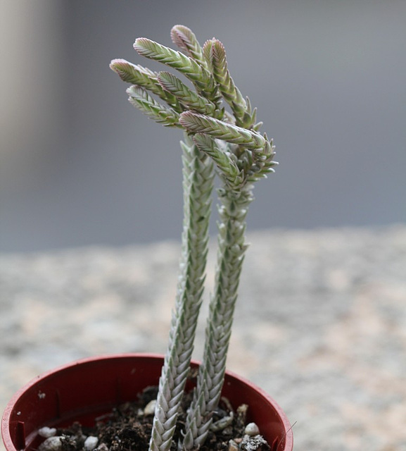 Crassula muscosa variegata