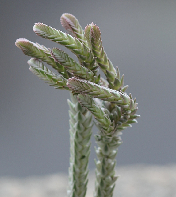 Crassula muscosa variegata