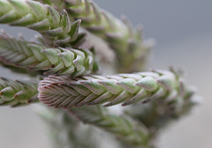 Crassula muscosa variegata