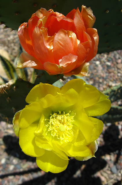 Cactus Flowers (1816)