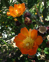 Cactus Flowers (1817)