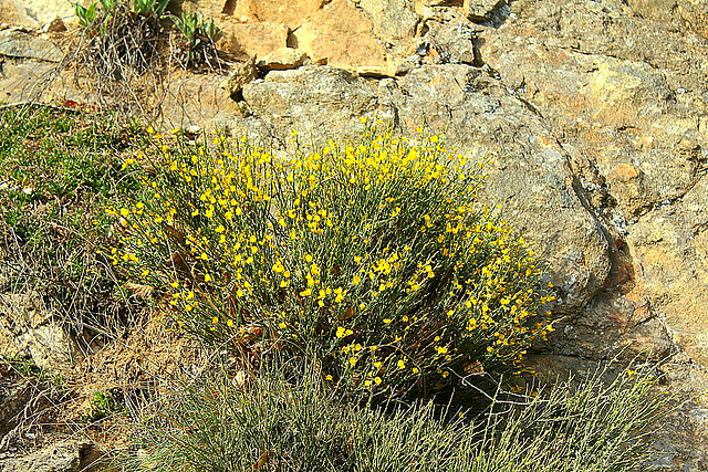 Cytisus purgens = oromediterraneus