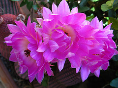 Cactus Flowers (1818)