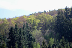 forêt en avril 2