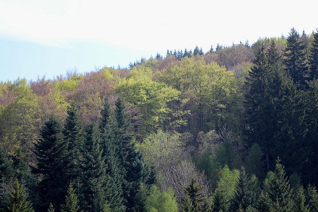 forêt en avril 2