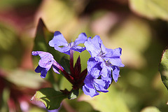 20090907 0454A300+Zw [D~LIP] Bleiwurz (Ceratostigma plumbaginoides), Bad Salzuflen