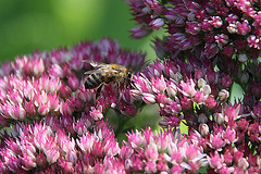 20090907 0435A300+Zw [D~LIP] Fetthenne (Sedum 'Herbstfreude'), Honigbiene, Bad Salzuflen