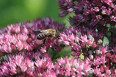 20090907 0434A300+Zw [D~LIP] Fetthenne (Sedum 'Herbstfreude'), Honigbiene, Bad Salzuflen