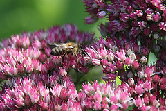 20090907 0433A300+Zw [D~LIP] Fetthenne (Sedum 'Herbstfreude'), Honigbiene, Bad Salzuflen