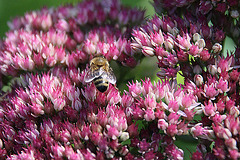 20090907 0432A300+Zw [D~LIP] Fetthenne (Sedum 'Herbstfreude'), Honigbiene, Bad Salzuflen