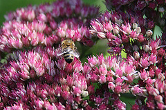 20090907 0431A300+Zw [D~LIP] Fetthenne (Sedum 'Herbstfreude'), Honigbiene, Bad Salzuflen