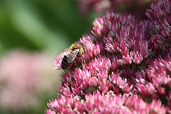 20090907 0426A300+Zw [D~LIP] Fetthenne (Sedum 'Herbstfreude'), Honigbiene, Bad Salzuflen