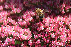 20090907 0423A300+Zw [D~LIP] Fetthenne (Sedum 'Herbstfreude'), Honigbiene, Bad Salzuflen