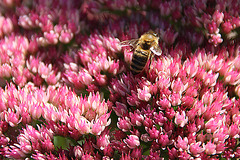 20090907 0422A300+Zw [D~LIP] Fetthenne (Sedum 'Herbstfreude'), Honigbiene, Bad Salzuflen