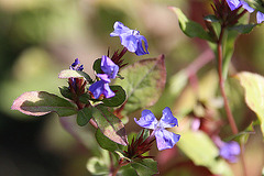 20090907 0418A300+Zw [D~LIP] Bleiwurz (Ceratostigma plumbaginoides), Bad Salzuflen