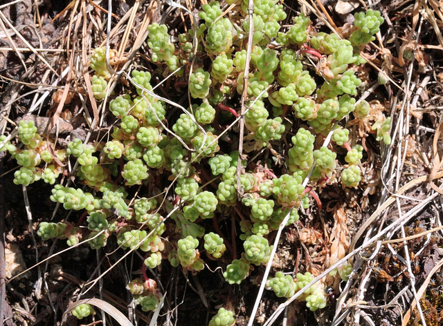 Sedum hirsutum