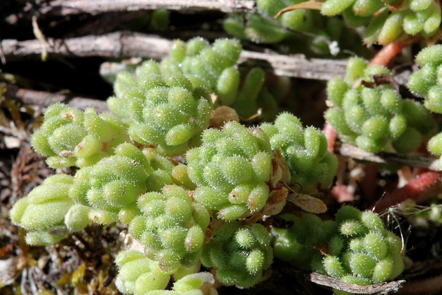 Sedum hirsutum