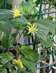 Passiflora citrina