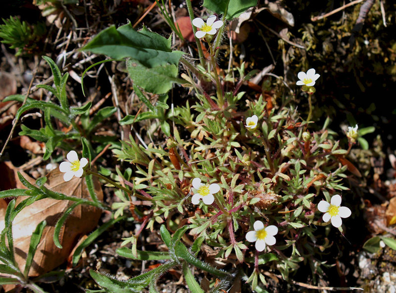 Saxifraga hypnoïdes
