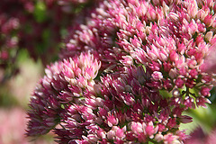 20090907 0415A300+Zw [D~LIP] Fetthenne (Sedum 'Herbstfreude'), Bad Salzuflen