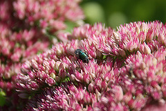 20090907 0414A300+Zw [D~LIP] Fetthenne (Sedum 'Herbstfreude'), Fliege, Bad Salzuflen