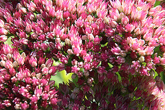 20090907 0412A300+Zw [D~LIP] Fetthenne (Sedum 'Herbstfreude'), Bad Salzuflen