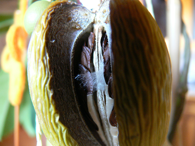 geöffnete Frucht