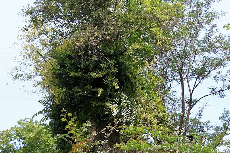 Mur végétal
