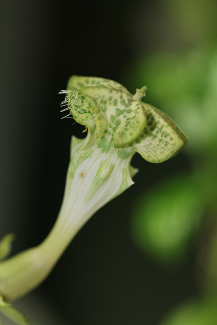 fleur avancée avec ouverture