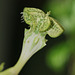 fleur avancée avec ouverture