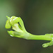 Ceropegia sandersonii