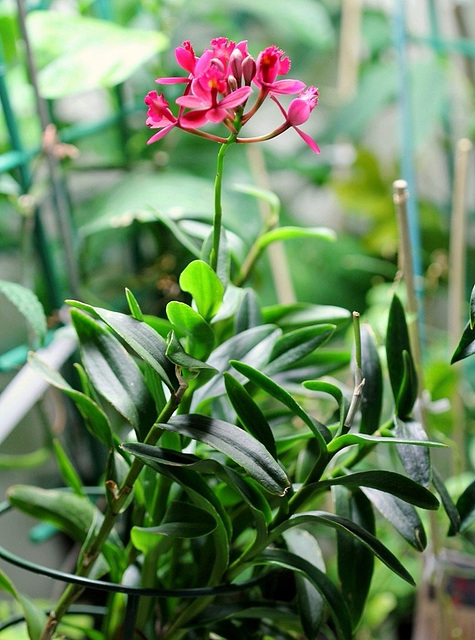 Epidendrum ibaguense