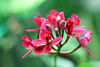 Epidendrum